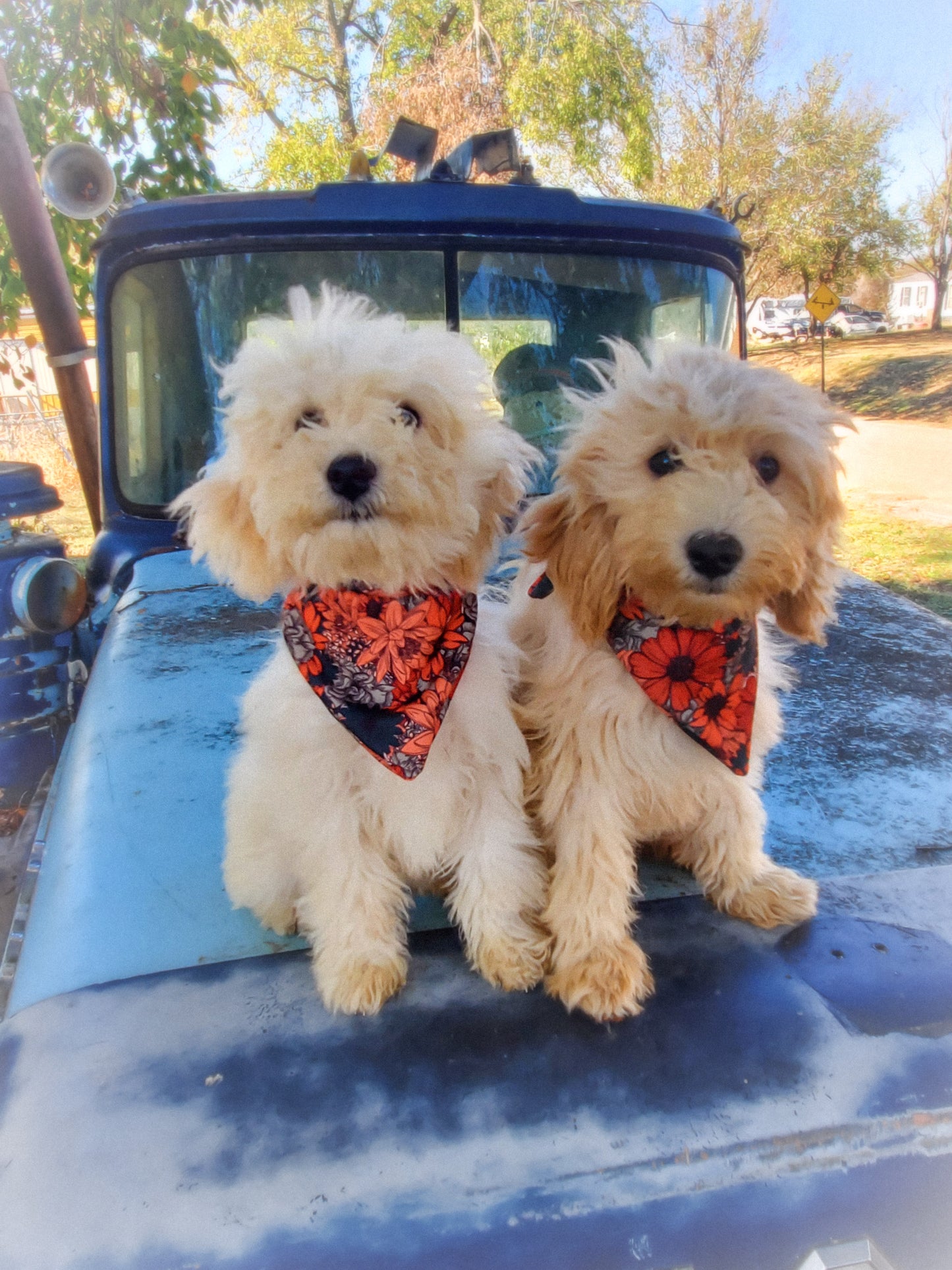 Pet Bandana - The Little Dickens Shop